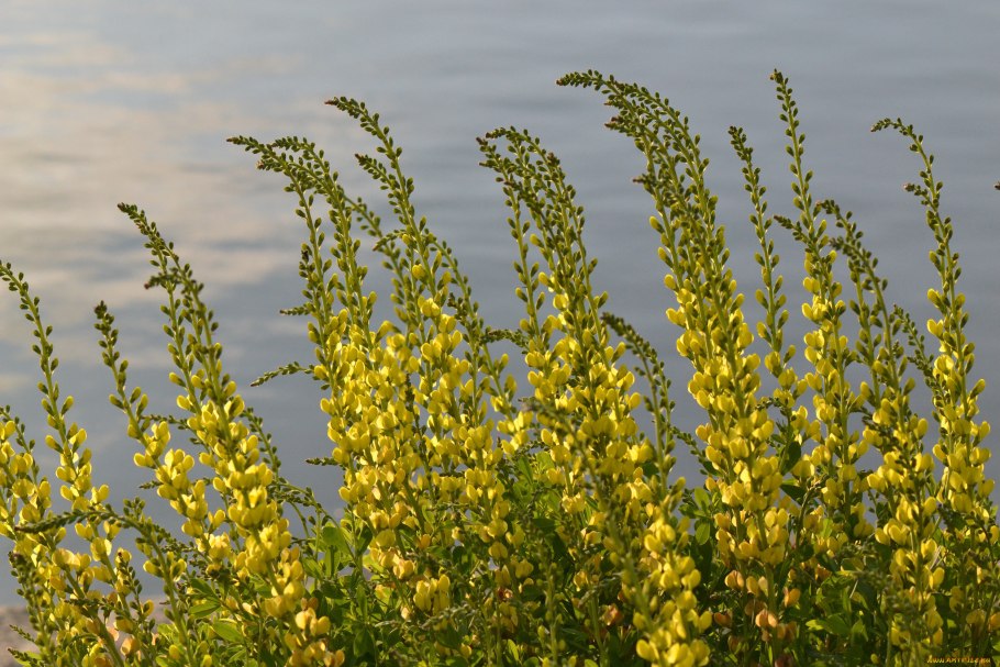 Луговые дикоросы желтые