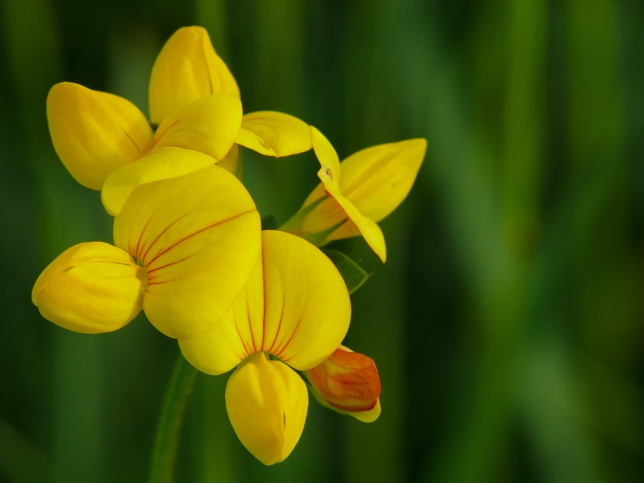 Желтые луговые цветы