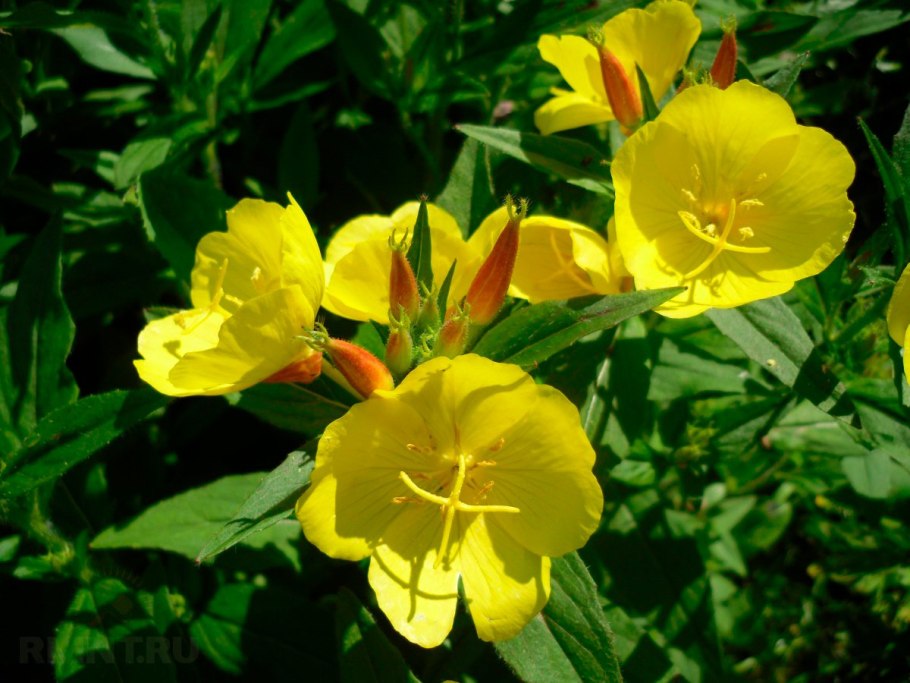 Энотера Ламарка