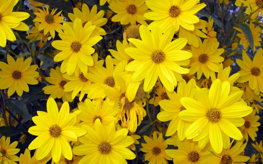 Однолетник с желтыми цветами