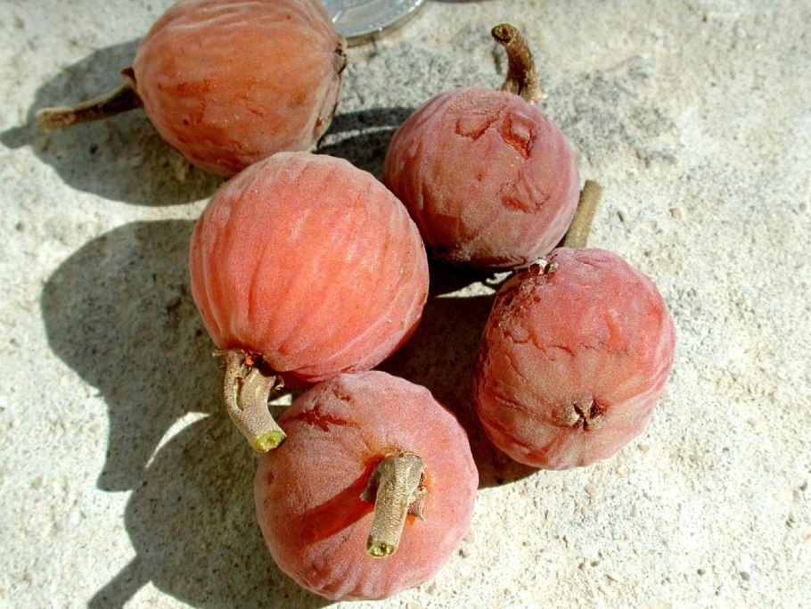 Сикомора дерево плоды