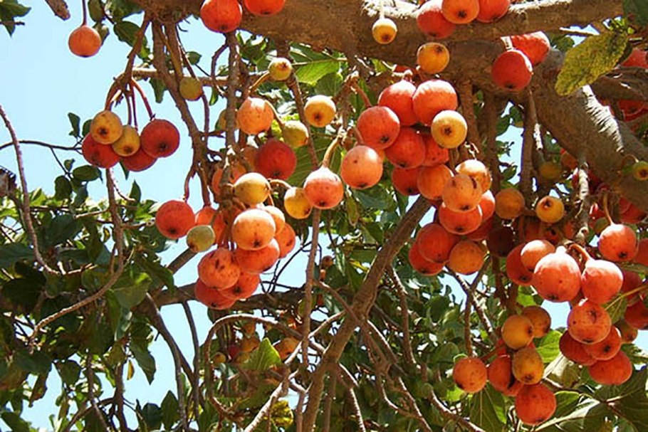 Египетское дерево сикомор