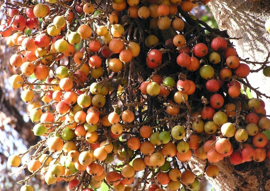 Сикомор, смоковница