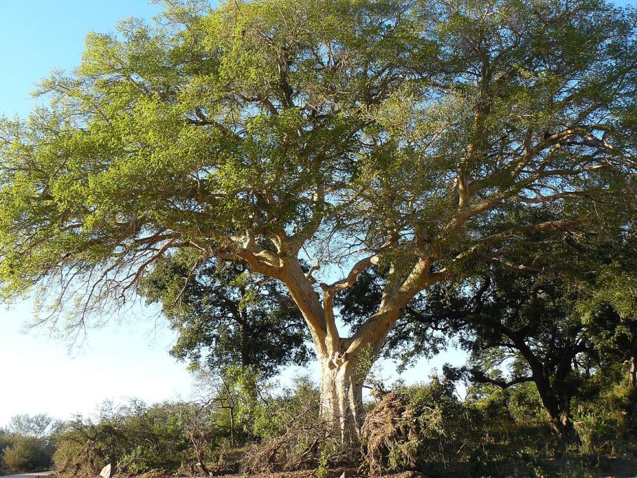 Платан плоды съедобные