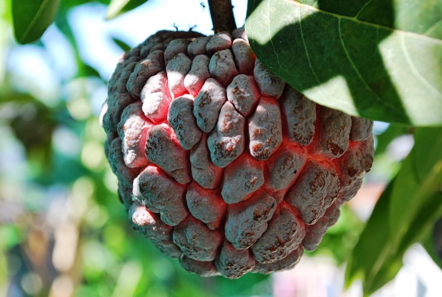 Платан цветет