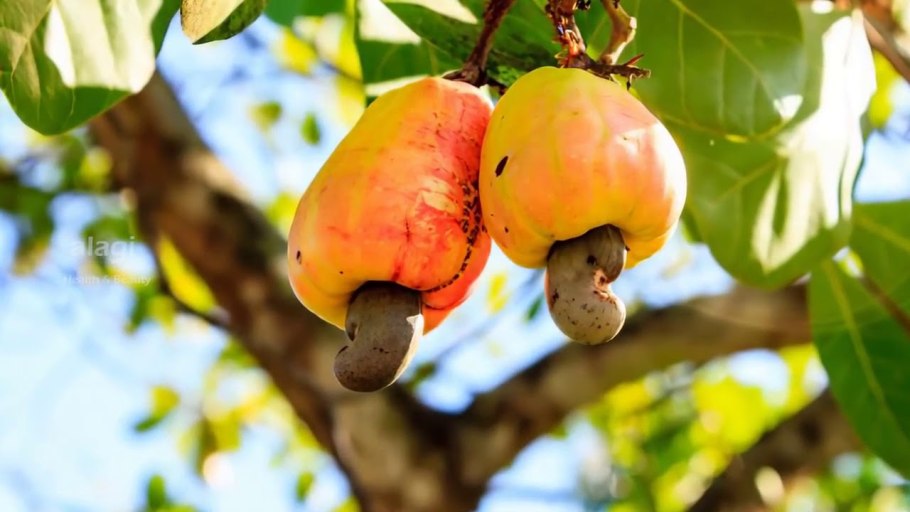 Сикомора дерево фото и описание комнатное растение