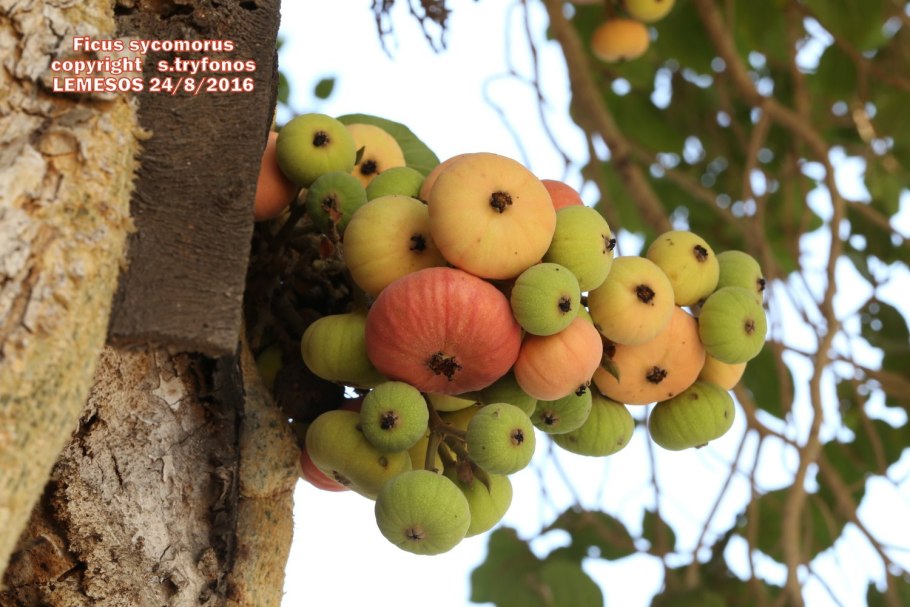 Корни сикомор