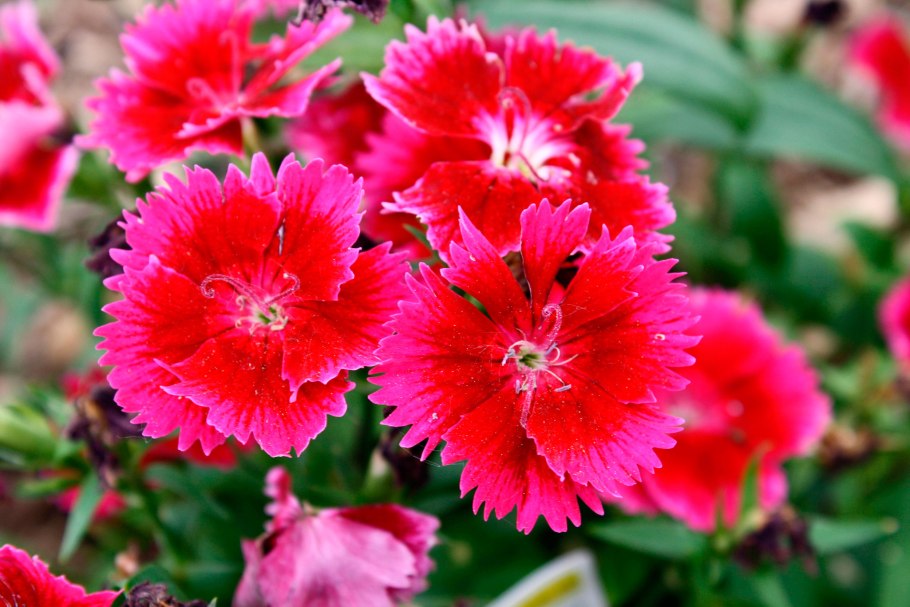 Гвоздика Dianthus