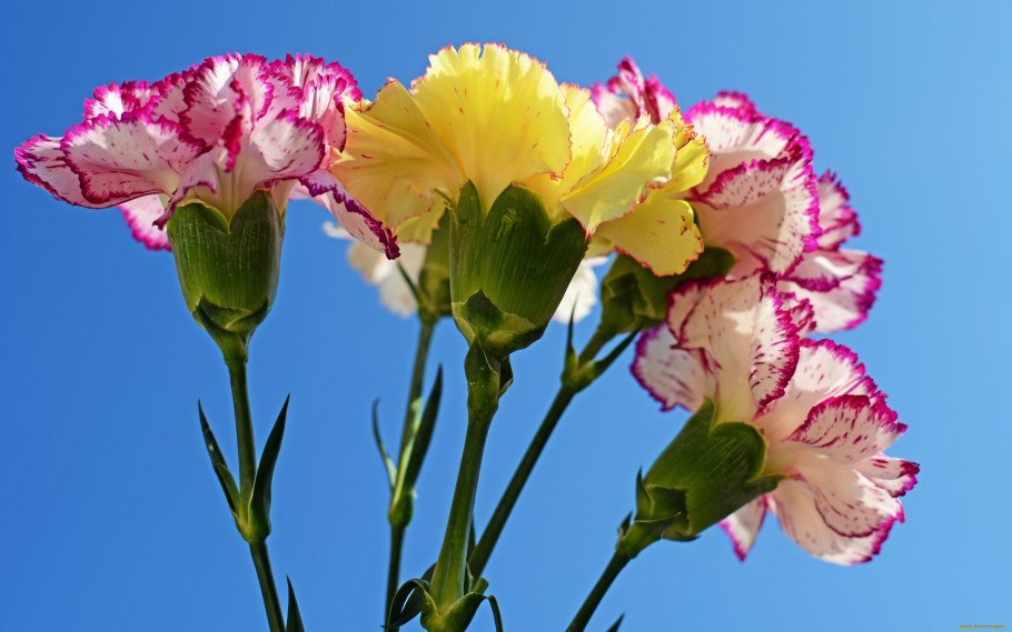 Гвоздика Шабо