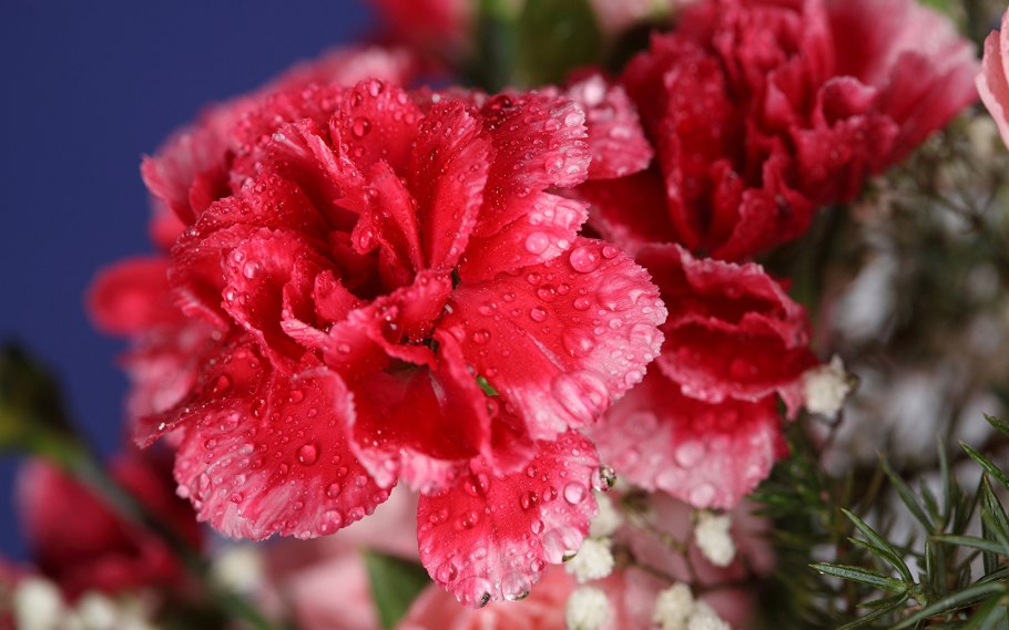 Гвоздика цветок