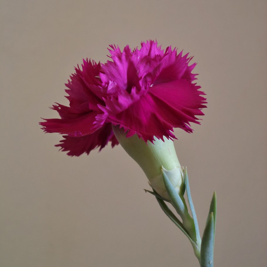 Dianthus tymphresteus