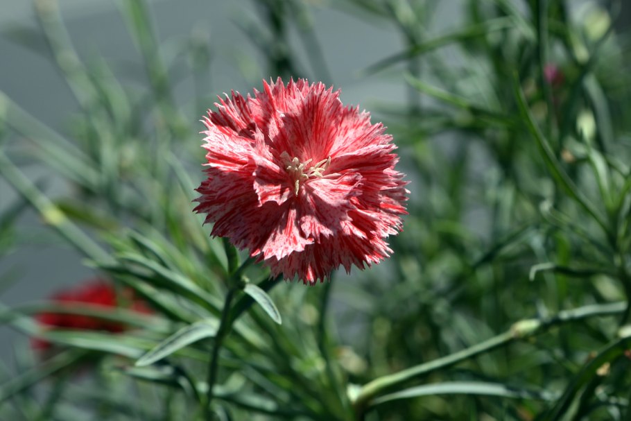 Цветы гвоздика Шабо