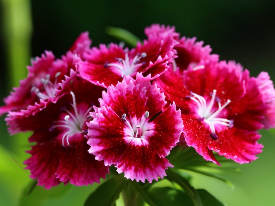 Гвоздика бородатая соцветие