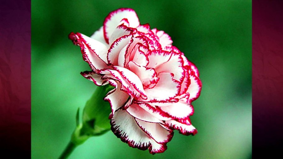 Гвоздика цветок