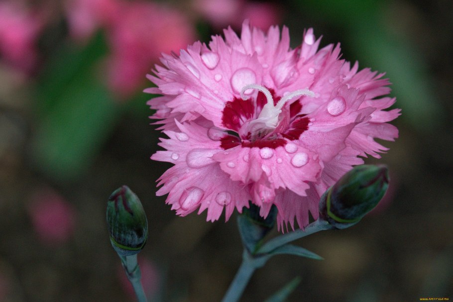 Гвоздика Полимния