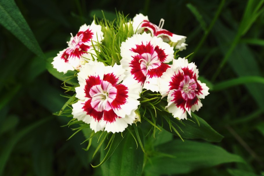 Гвоздика турецкая (Dianthus barbatus)