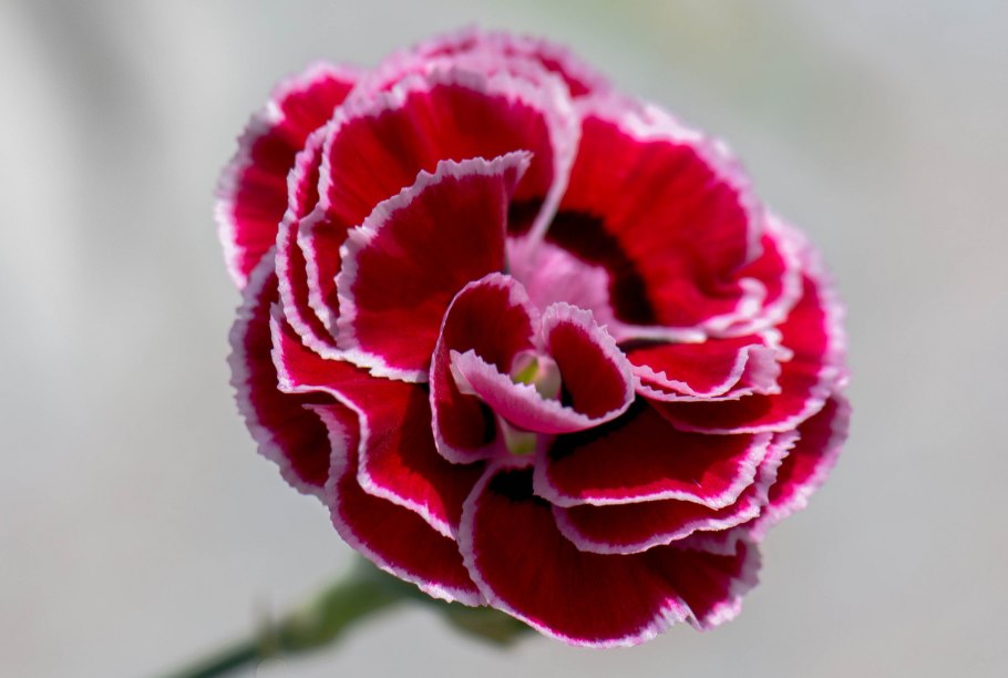 Цветы Clavel Rojo