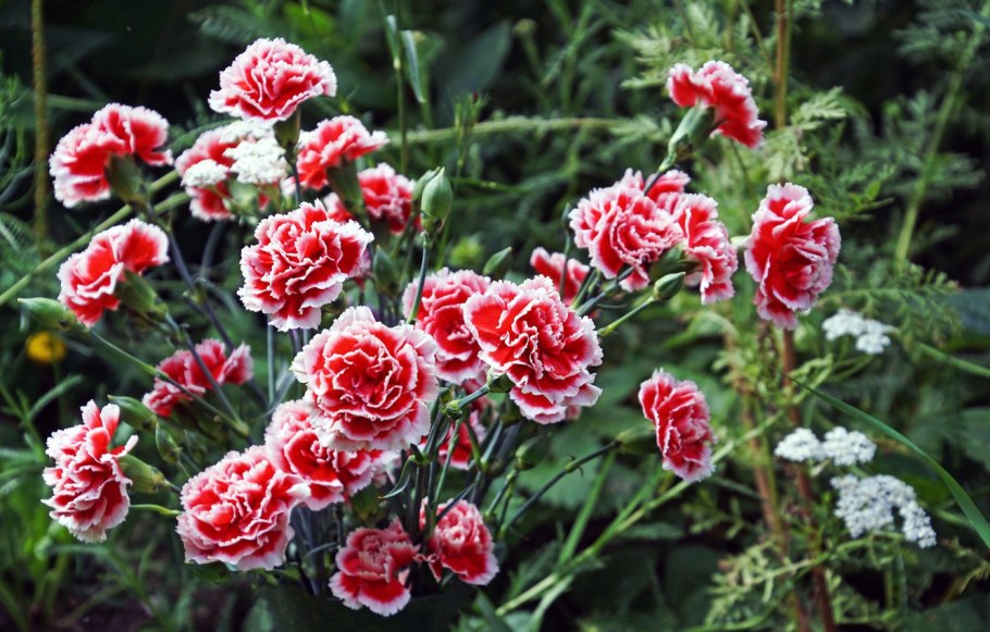 Гвоздика двуцветная