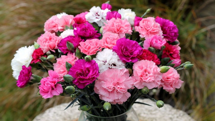 Гвоздика Диантус