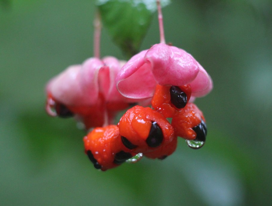 Бересклет бородовачный