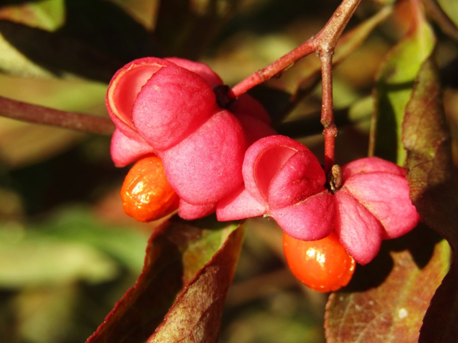 Бересклет Европейский бородавчатый