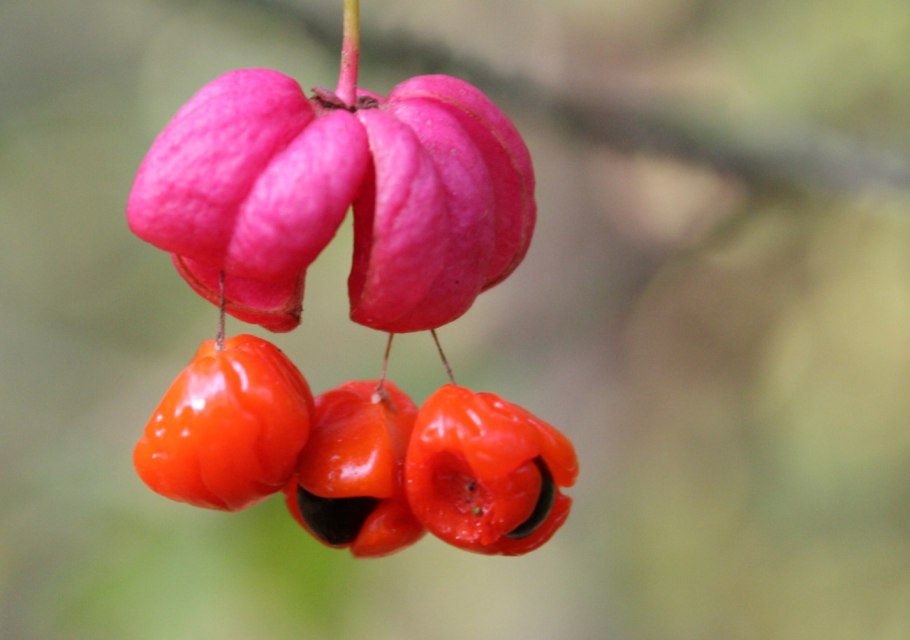 Бересклет бородавчатый плоды