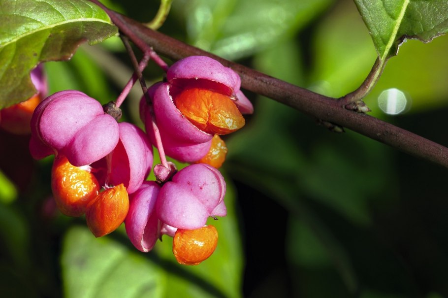 Бересклет Европейский ягоды