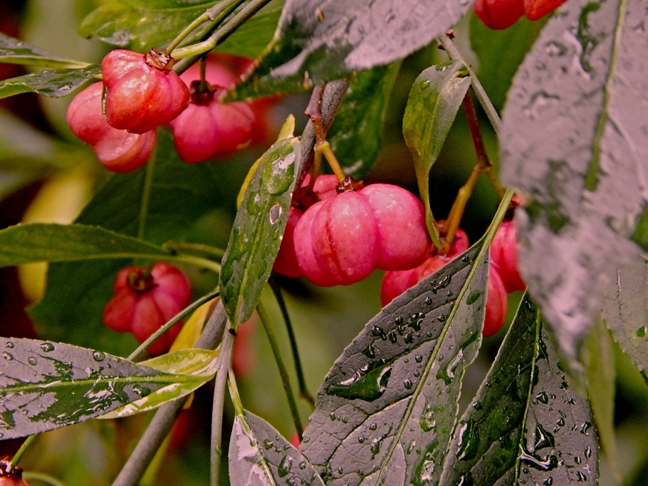 Плоды бересклета сухие
