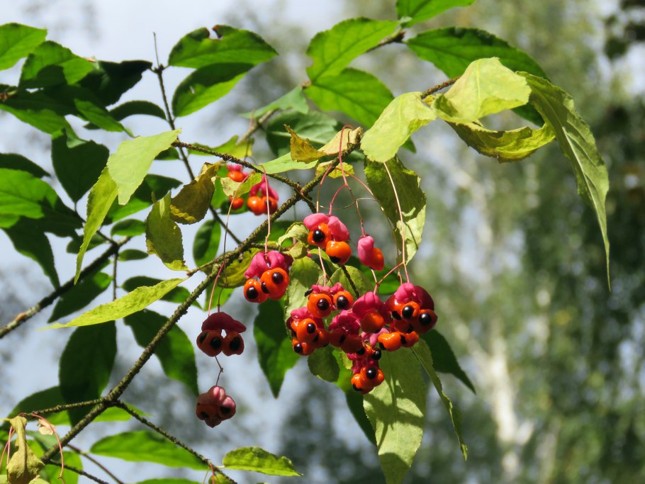 Береслет бородавочный