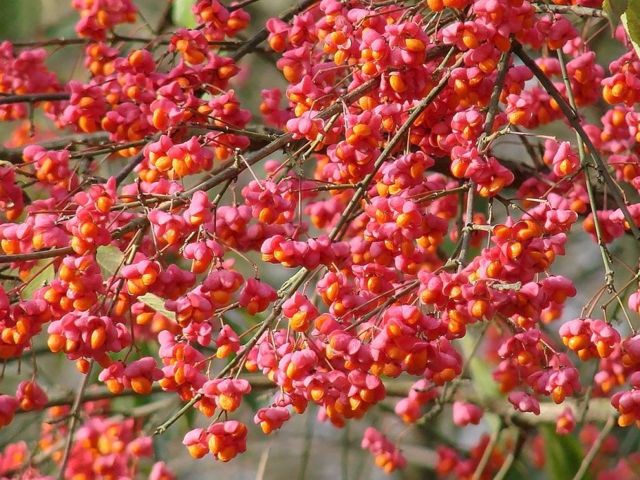 Семенные коробочки бересклета европейского