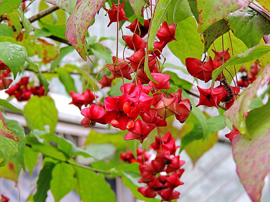 Бересклет ягоды