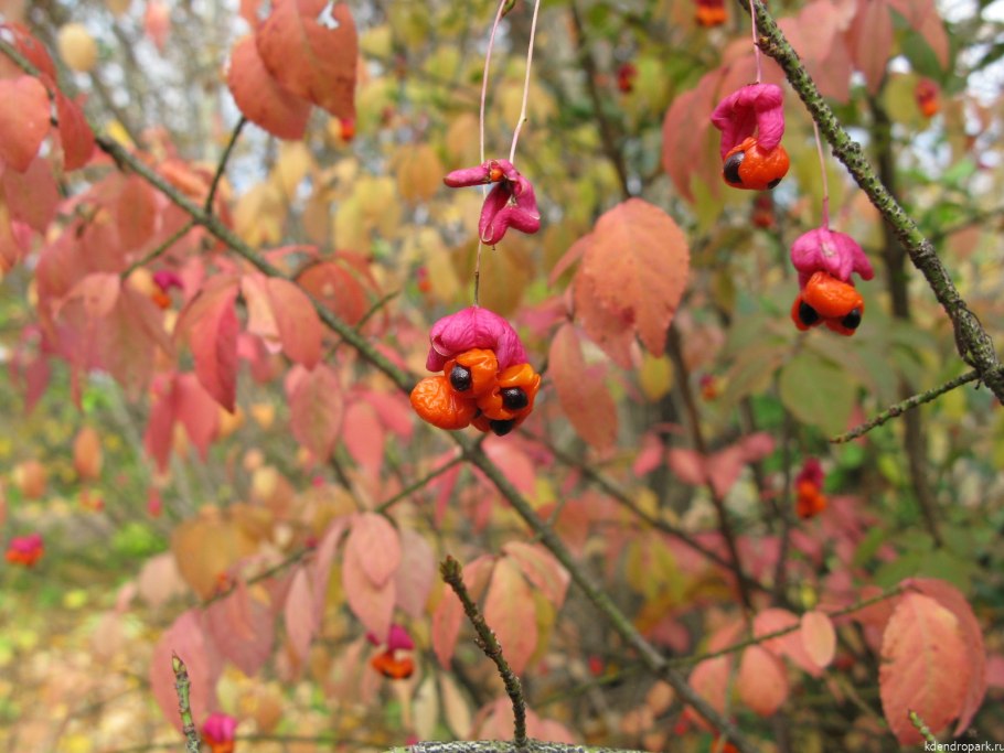 Лесные кустарники Молдавии