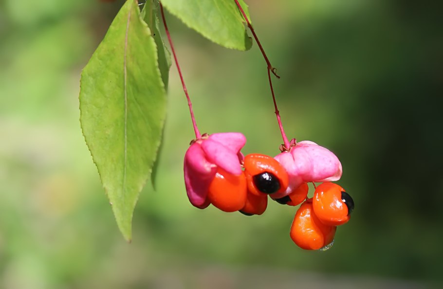 Бересклет фото кустарника и ягоды