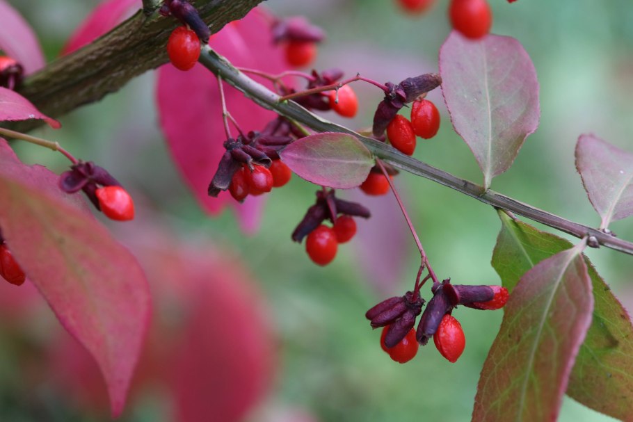 Бересклет Европейский бородавчатый