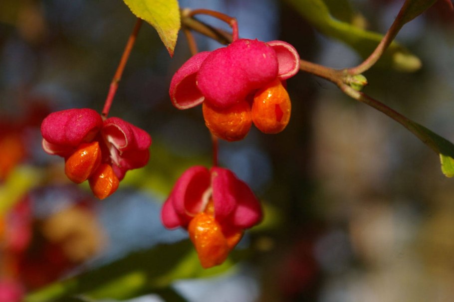 Бересклет Бруслина