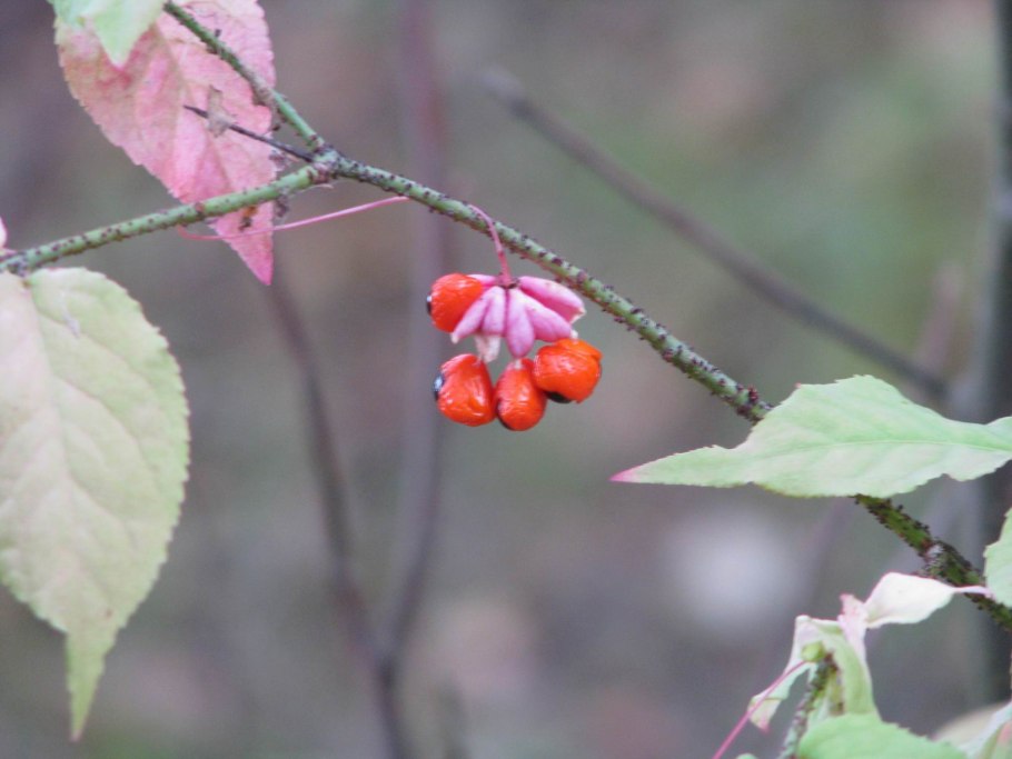Бересклет Европейский (Euonymus europaea l.)