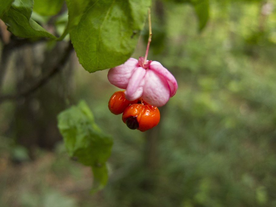 Euonymus atropurpureus