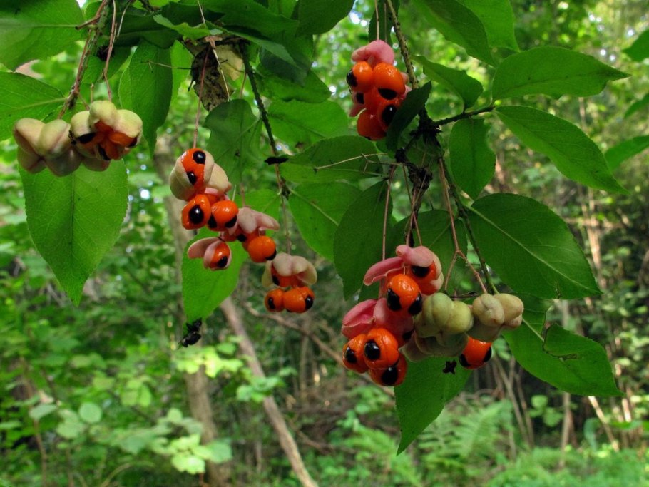 Бересклет бородавчатый ягоды