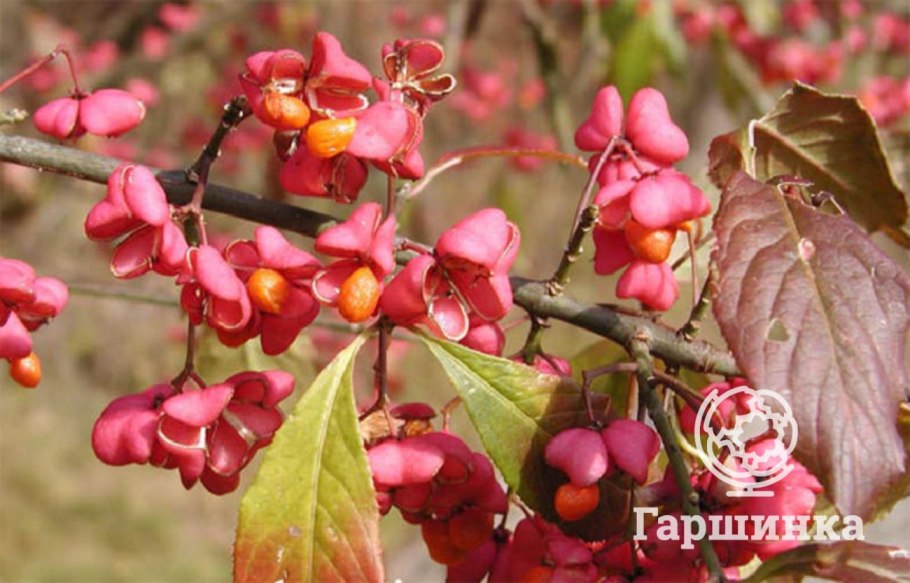 Бересклет Европейский Албус