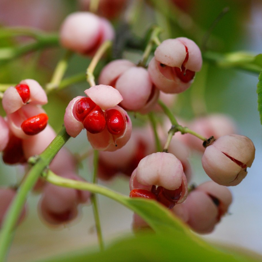 Семена бересклета Максимовича
