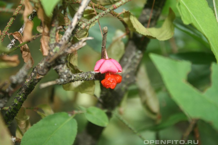 Бересклет Европейский (Euonymus europaeus)