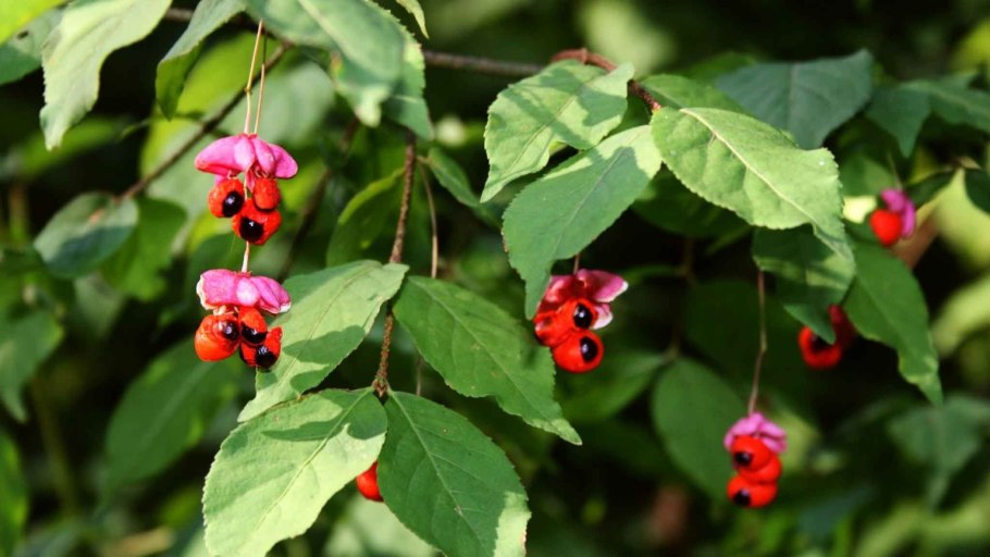 Бересклет Европейский бородавчатый