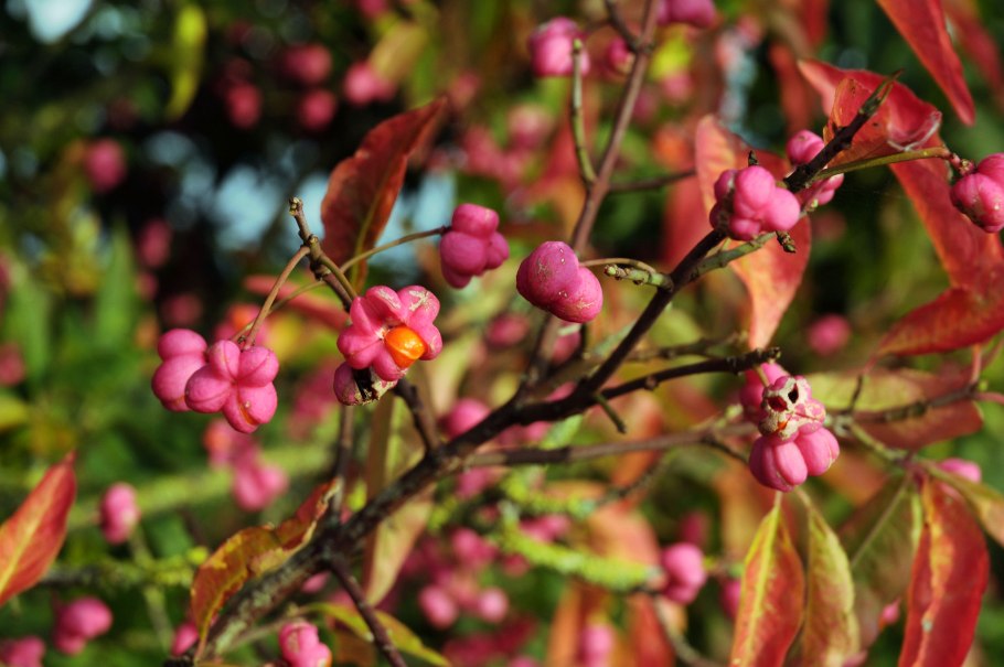 Бересклет бородавчатый