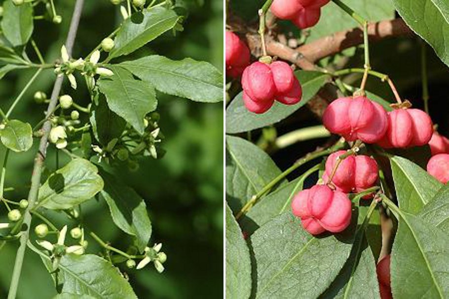 Бересклет Европейский бородавчатый