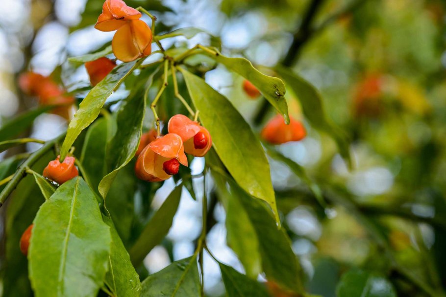 Бересклет Европейский ред Каскэйд