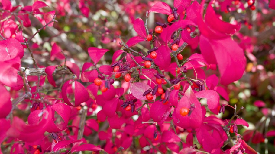 Бересклет Маака