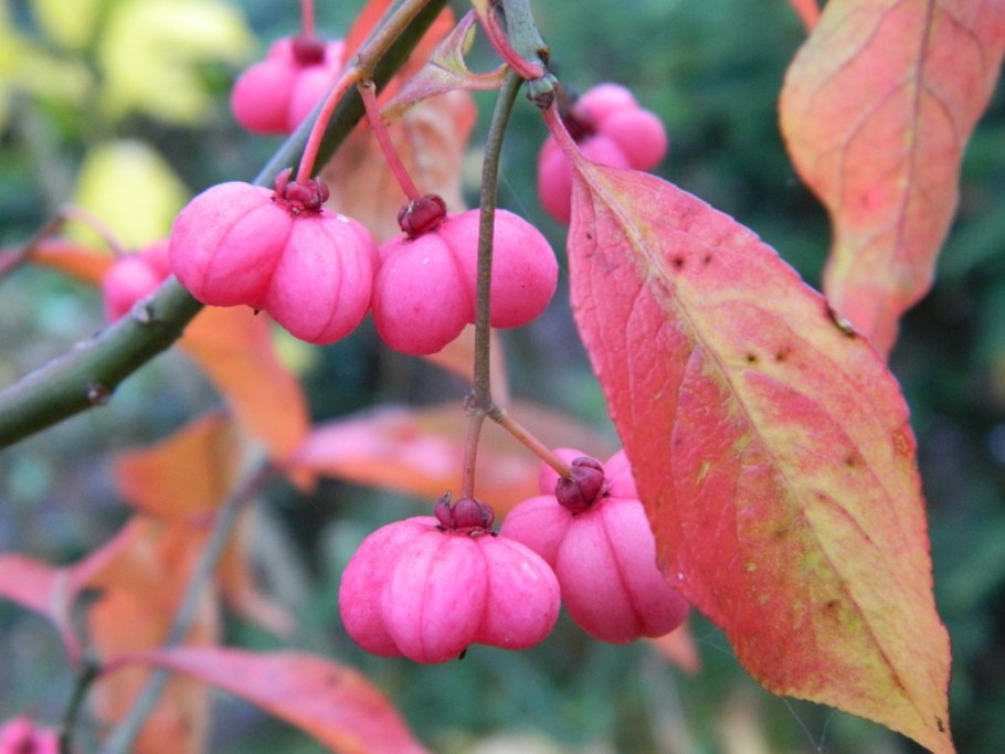 Euonymus europaeus
