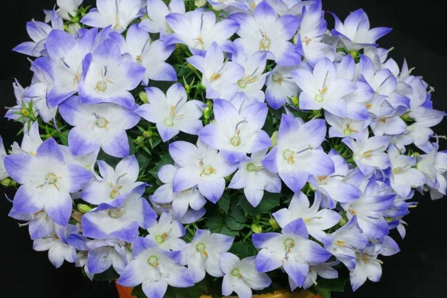 Кампанула Блауранка