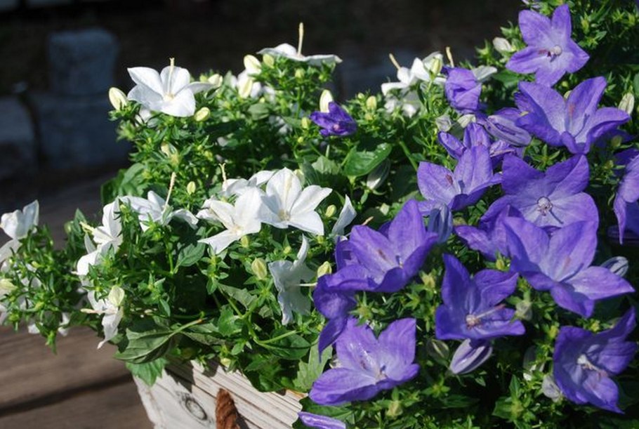 Колокольчик равнолистный (Кампанула)