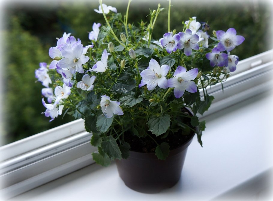 Кампанула Порто